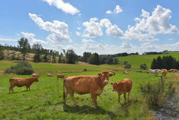 Landschaft mit Kühen in Thüringen