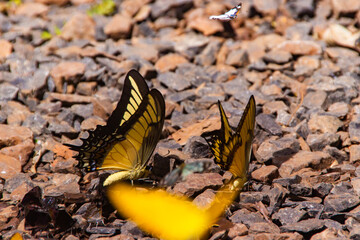 Iguazu falls national park tropical yellow butterflies close up Arhentina