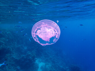 Transparent jellyfish in the coral reef of the Red Sea