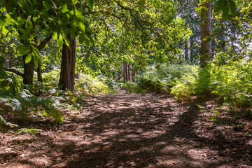 Hiking in publicly owned woodland