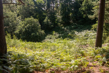 Hiking in publicly owned woodland