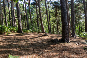 Hiking in publicly owned woodland