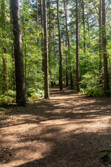 Hiking in publicly owned woodland