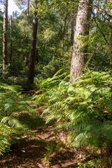 Hiking in publicly owned woodland