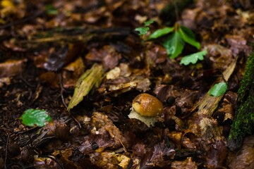 Noble boletus in Polish forest.