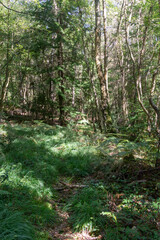 Fototapeta na wymiar Hiking in publicly owned woodland