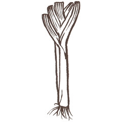 Leek hand drawn vector