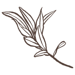 Fototapeta premium Olive leaf hand drawn vector
