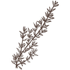 Thyme hand drawn vector