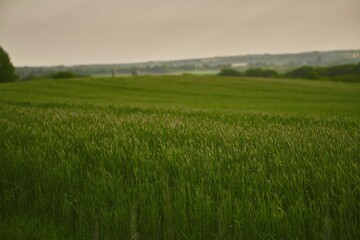 Fototapeta premium Green field. Agricultural landscape. Path in field of barley grass, green fields and sky, spring landscape