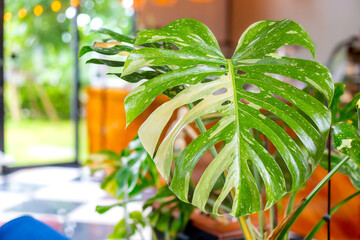 Monstera leaves in a beautiful vase in a cafe