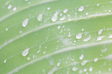 the green texture of the large leaf nature background