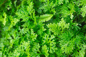 the green texture of the large leaf nature background