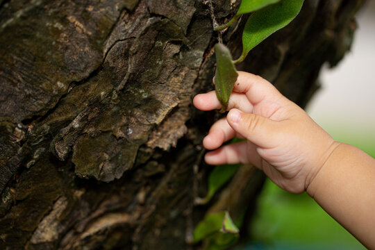 Child's hand holding natural green leaf
