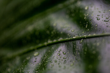 natural green leaf background