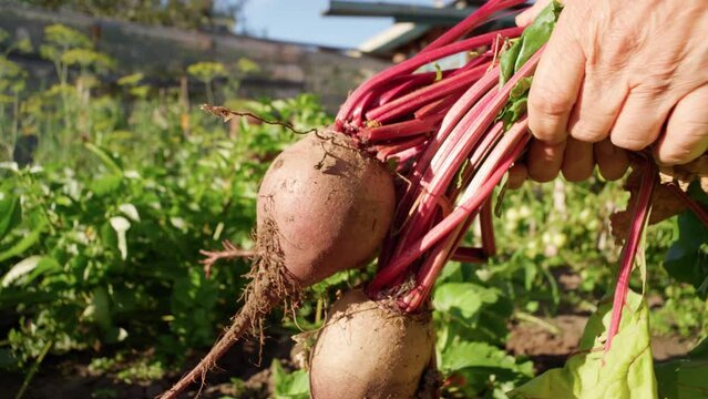 Beet harvest. Growth beetroots Beta vulgaris. Selective focus