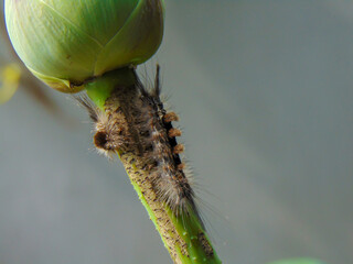 Tussock moth caterpillar on a lotus stem under its bud 