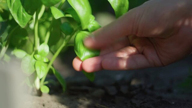 Green basil plantation. Garden natural organic food. Fresh organic green basil growing in the garden.
