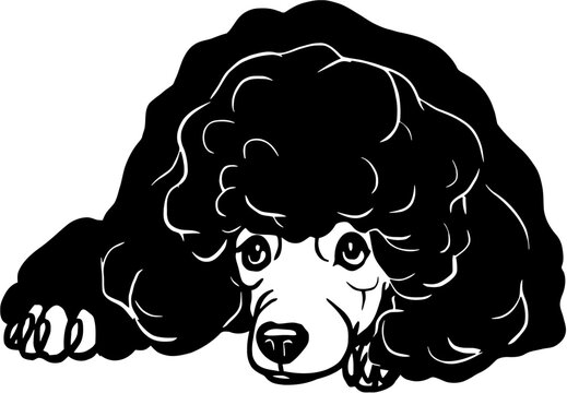 Poodle dog - Lying dog vector stock isolated illustration on white background.