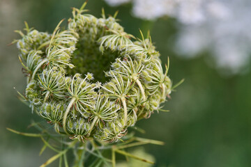 Close-up view of the Queen Ann's Lace Wildflowers. Wild carrot.