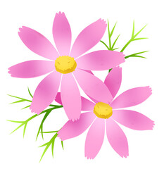 ピンク色のコスモス　イラスト素材