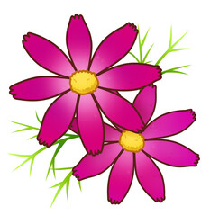 赤色のコスモス　イラスト素材