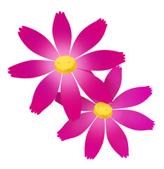 赤色のコスモス　イラスト素材