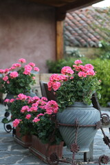 Paisaje rural con geranios rosas