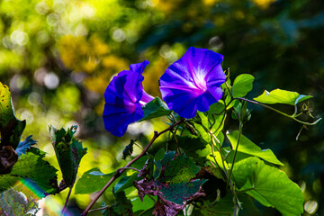 Beautiful blue purple morning glory flowers close up