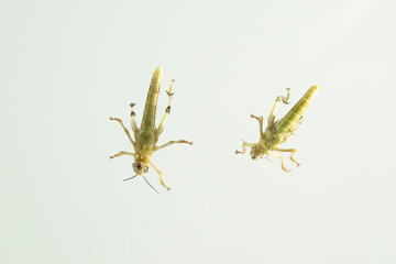 Perspektive heuschrecke