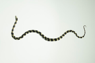 froschperspektive kettennatter Lampropeltis Californiae