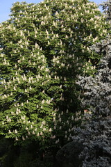 Casta&ntilde;o en flor