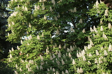 Casta&ntilde;o en flor
