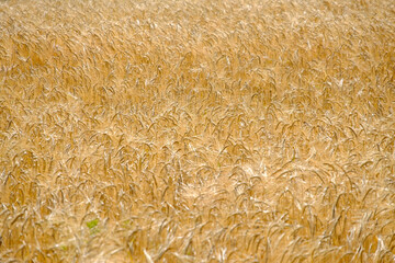 Golden Wheat Field in the Summer Countryside