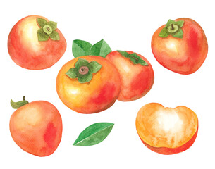 Persimmon watercolor illustration set