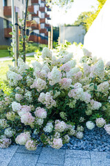 Bush of white abundantly blooming hydrangea in garden. High quality photo