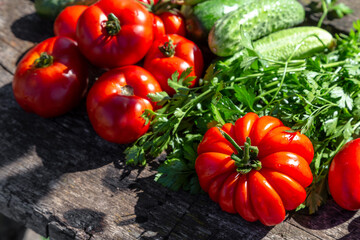 Fresh tomatoes, cucumbers and parsley on an old wooden table. Summer harvest in the garden