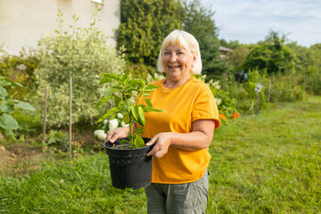 Farmer 50s senior woman holds green pepper seedlings in her hands. Planting green pepper seedling in garden bio farming. High quality photo