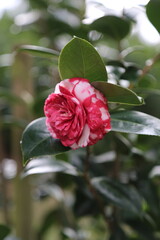 Camelia multicolor roa y blanco