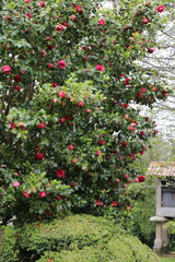 Fototapeta na wymiar Camelio rojo en flor 