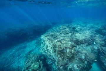 透き通った海に輝く珊瑚礁