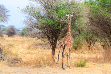 Giraffe in savanna in Tarangire national park in Tanzania. Wild nature of Tanzania, East Africa