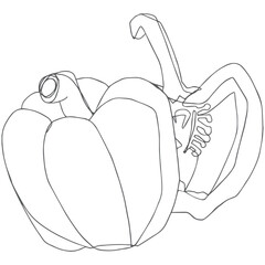 Capsicum line art