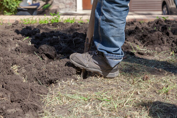 Foot in sneakers presses on  shovel in garden in yard..