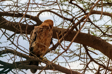 Tawny eagle (Aquila rapax) on a tree in Serengeti national park, Tanzania