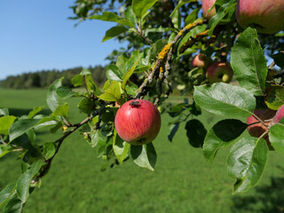 the apple tree with its apple and its black fly