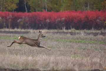 Roe deer in the wild