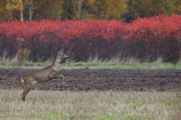 Roe deer in the run
