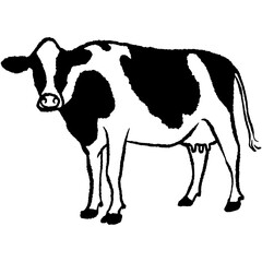 Cow hand drawn vector