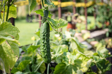 Organic cucumbers cultivation. Closeup of fresh green vegetables ripening in glasshouse